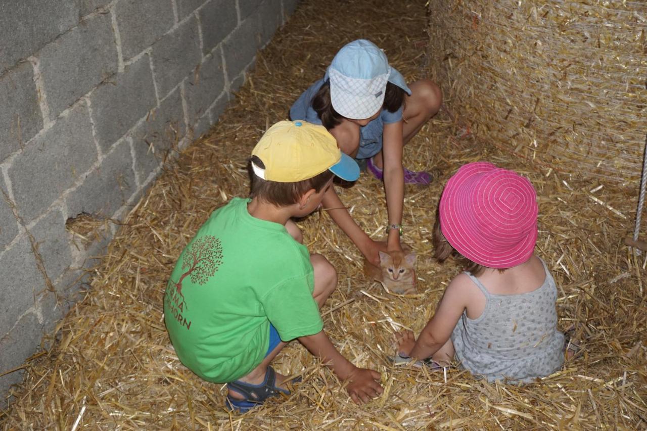 Kinderbauernhof Salmanner Steinbach an der Steyr Exteriör bild